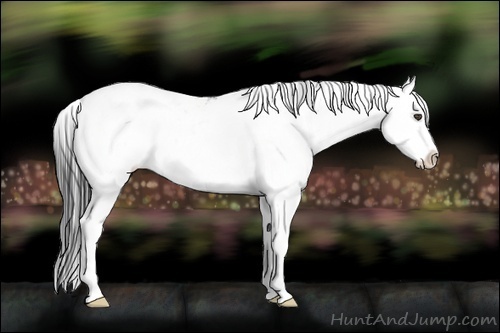 Horse Color:Black Sabino Splash 