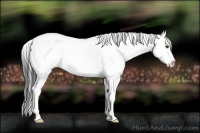 Horse Color:Black Sabino Splash 