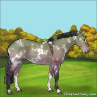 Horse Color:White Spotted Brown Dun 