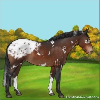 Horse Color:White Spotted Brown Appaloosa 