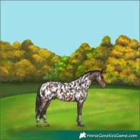 Horse Color:Brown Appaloosa and Gray Amber Champagne Appaloosa