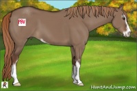 Horse Color:Liver Red Dun Sabino