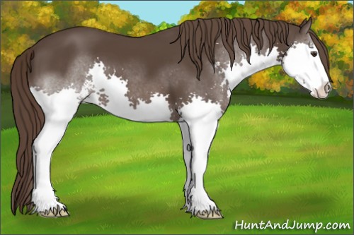 Horse Color:Liver Chestnut Sabino Splash 