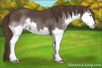 Horse Color:Liver Chestnut Sabino Splash