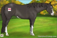 Horse Color:Smoky Black Sabino