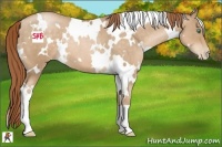 Horse Color:White Spotted Smoky Black Pearl 