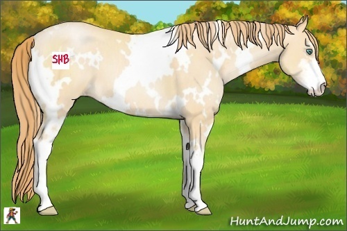 Horse Color:White Spotted Smoky Black Pearl Sabino 