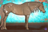 Horse Color:White Spotted Chocolate Palomino Roan 