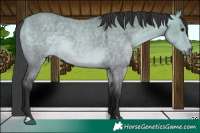 Horse Color:Platinum Buckskin Roan Dun Rabicano 