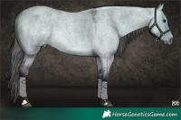 Horse Color:Platinum Buckskin Roan Dun Rabicano 
