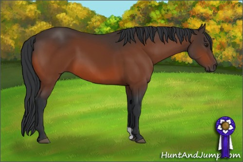 Horse Color:Brown 