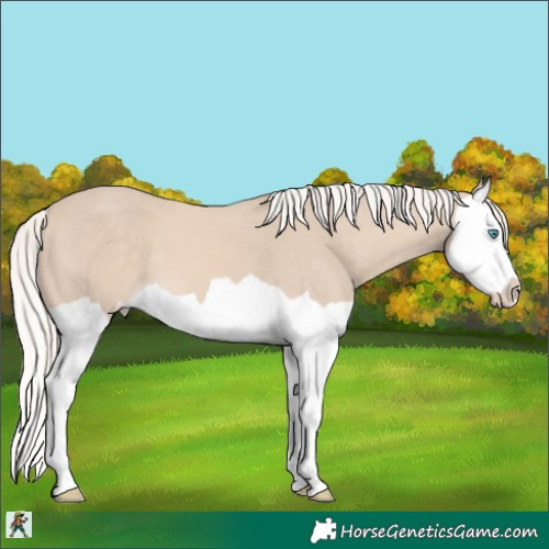 Horse Color:Cremello Splash