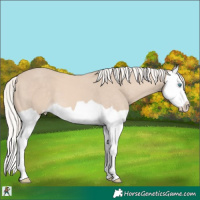Horse Color:Cremello Splash 