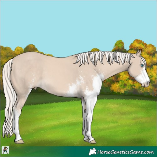 Horse Color:Cremello Sabino