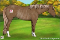 Horse Color:Chocolate Palomino Rabicano