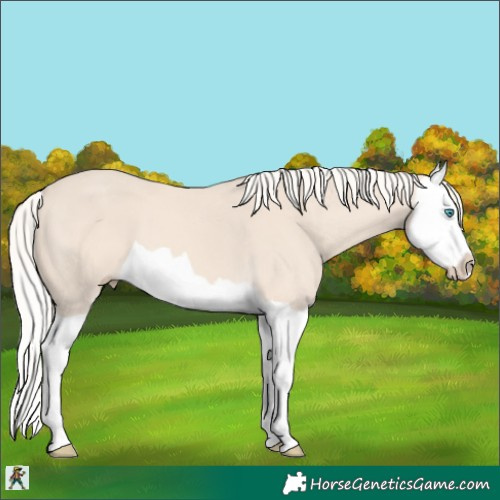 Horse Color:Cremello Splash