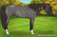 Horse Color:Liver Red Roan Rabicano 