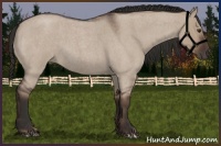 Horse Color:Liver Red Dun Roan 