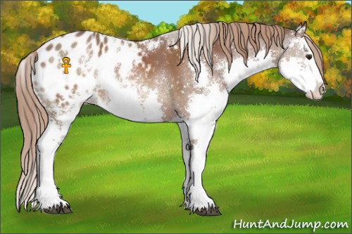 Horse Color:Liver Chestnut Sabino Splash Appaloosa 