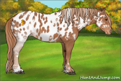Horse Color:White Spotted Chestnut Sabino Appaloosa 