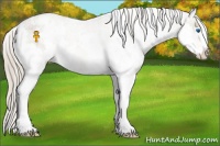 Horse Color:White Spotted Chocolate Palomino Splash Appaloosa 