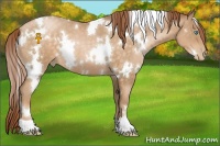 Horse Color:White Spotted Buckskin Pearl 
