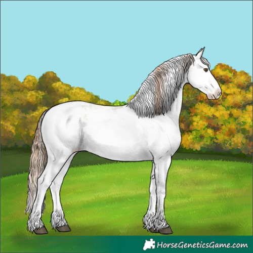 Horse Color:Grullo Pearl Sabino Splash 