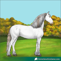 Horse Color:Grullo Pearl Sabino Splash 