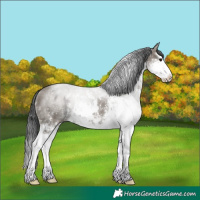 Horse Color:Grullo Sabino Splash Rabicano