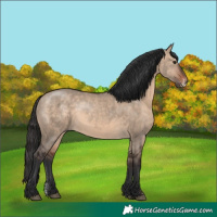 Horse Color:Brown Dun Sabino Rabicano