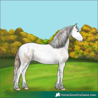 Horse Color:White Spotted Grullo Pearl Splash Tobiano Rabicano 