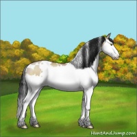 Horse Color:White Spotted Brown Dun Sabino Splash 