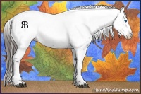 Horse Color:Liver Chestnut Frame Appaloosa