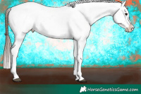 Horse Color:Brown Appaloosa
