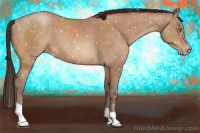 Horse Color:Sable Champagne Appaloosa 