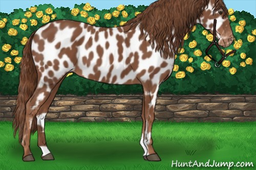 Horse Color:Chestnut Appaloosa