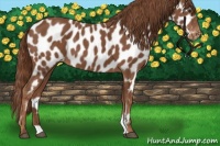 Horse Color:Chestnut Appaloosa