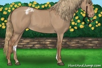 Horse Color:Red Dun Appaloosa 
