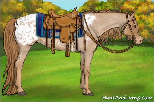 Horse Color:Red Roan Appaloosa 