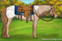 Horse Color:Red Roan Appaloosa 