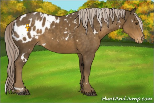 Horse Color:White Spotted Chocolate Palomino Appaloosa