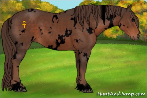 Horse Color:Void White Spotted Liver Chestnut