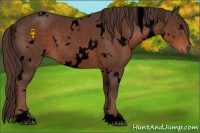 Horse Color:Void White Spotted Liver Chestnut 