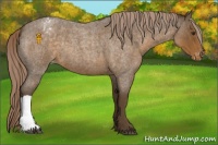 Horse Color:Chocolate Palomino Roan Appaloosa 