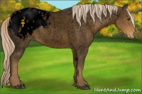 Horse Color:Void Chocolate Palomino Roan Appaloosa 