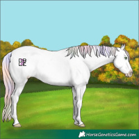 Horse Color:Nacre Gold Champagne Splash Appaloosa 