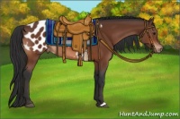 Horse Color:Brown Appaloosa 