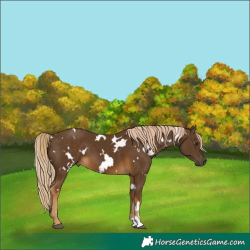 Horse Color:White Spotted Chocolate Palomino 