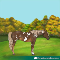 Horse Color:White Spotted Chocolate Palomino