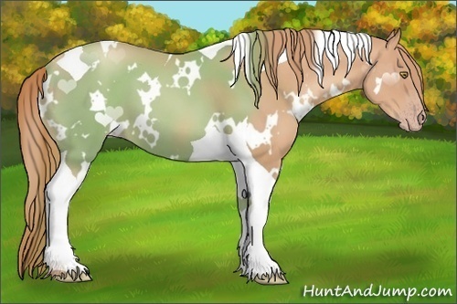 Horse Color:White Spotted Gold Champagne Tobiano